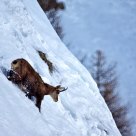Camoscio.. (Rupicapra rupicapra)