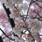 Cherry Blossom