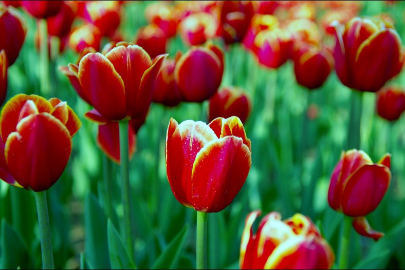 Tulips