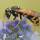 Wasp