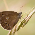 Ringlet (Aphantopus hyperantus)