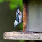 Nuthatch