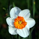Orange and White Daffodil