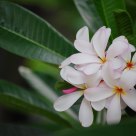 Dwarf Pink