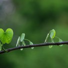 Leaves of Spring
