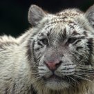 White Tiger