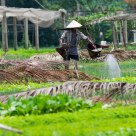 Vietnamese vegetable garden