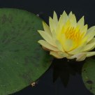 Waterlily
