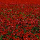 Poppy_Many