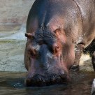 Hippo
