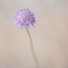 Inflorescencia