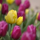 Sunny Prince and Purple Prince Tulips