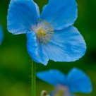 Himalayan Poppy