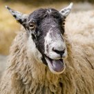 Baaaaaaaaaaaaaaa