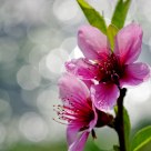 Cherry blossoms