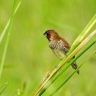 Scarly Breasted Munia