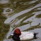 Swimming Duck