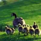 Canada Goose