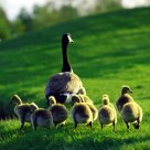 Canada Goose