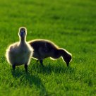 Canada Goose