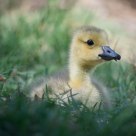 Resting in Grass