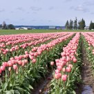 Pink Tulips
