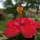 Rain Hybiscus 