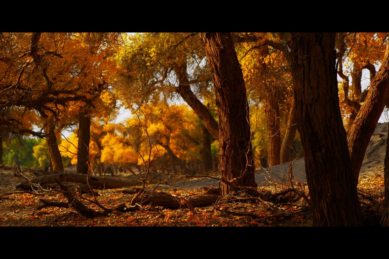 Woodland in Autumn