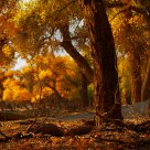 Woodland in Autumn