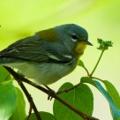 Northern Parula