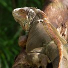 Big Lizard