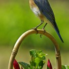 Mrs. Bluebird