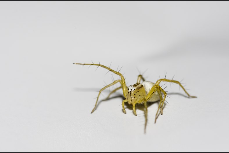 Spider