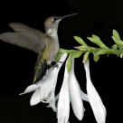 Dancing on a Flower