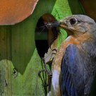 Bluebird Gourmet
