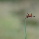 Dragonfly (Halloween Pennant)