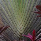 Leaves Pattern