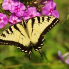 The interaction of nature