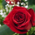 Rosa de mayo