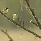 Parus major