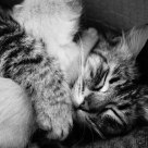 sleeping cats