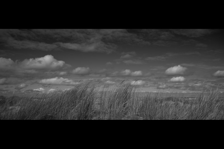 the dune