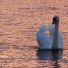Swan at sunset