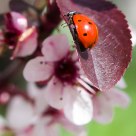 Sunbathing Lady Bug