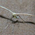 Mosquito asesino