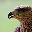 Rapaces