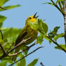 Yellow Warbler
