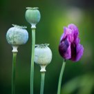 The poppy