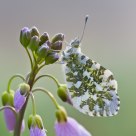 Orange Tip On Cuckoo Flower