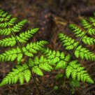 Ferns